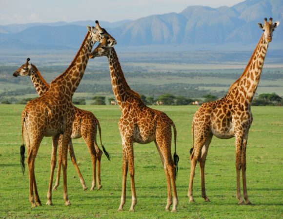 6-Day East Africa Resident- Serengeti Safari