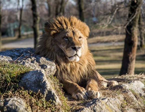 5-Day Simba Portfolio Safari