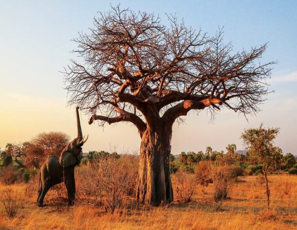 3DAY – Mikumi National Park