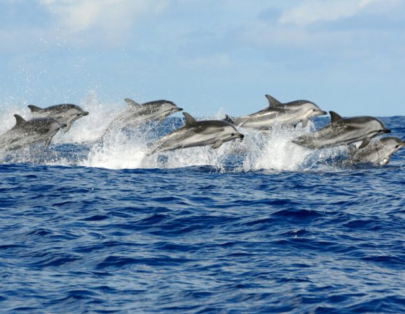 6hrs – Kizimkazi Dolphin