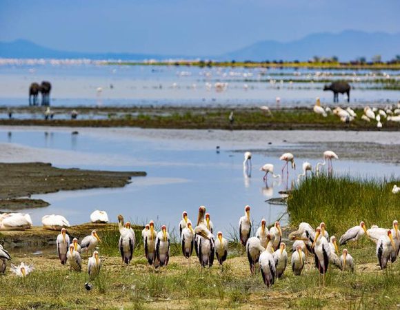 6 DAY- Serengeti + Ngorongoro + Manyara & Tarangire