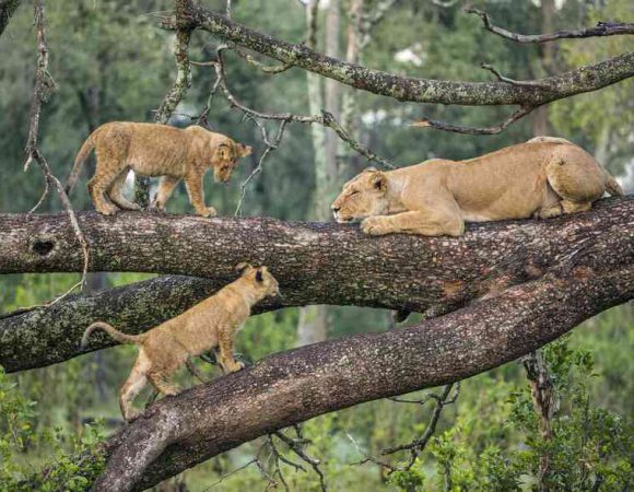 A Day – Mountain Biking Safaris – Lake Manyara Shore