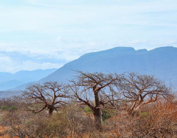 2 DAYS – Mikumi National Park