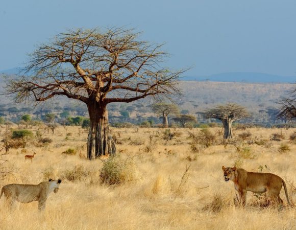 6 Day – Ruaha & Mikumi National Park