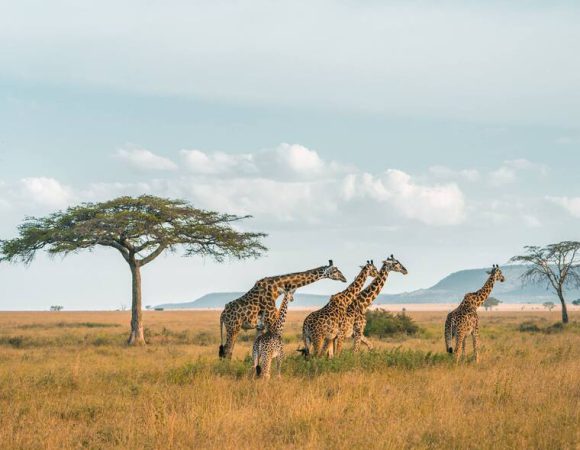 4 Days – Mikumi & Ruaha National Park