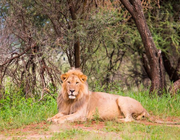5 Day – Mikumi & Ruaha National Park