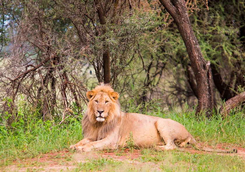 5 Day - Mikumi & Ruaha National Park