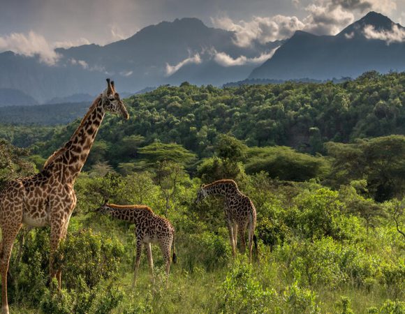 A Day – Mountain Biking Safaris- Arusha National Park