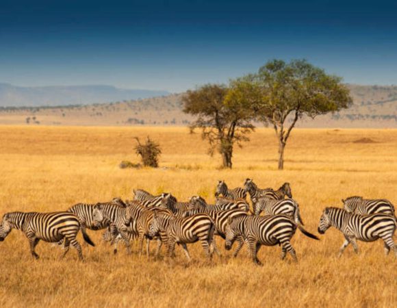 3 Day: Land of Serengeti & Ngorongoro