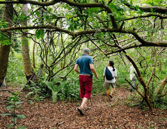 Jozani Forest (Half Day)