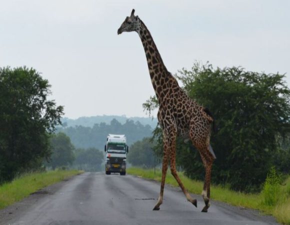 2 Day – Mikumi National Park
