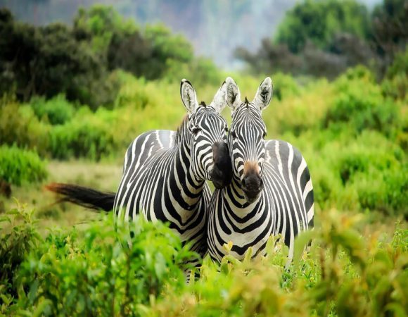 4 DAY: Mikumi National Park & Zanzibar Island