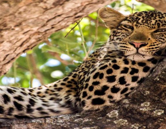 8 Day – Entire Southern, Boat & Walking Safari